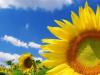 Sunflower_1600sm.jpg